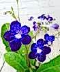 Cape Primrose