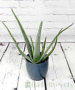 Young Aloe Vera