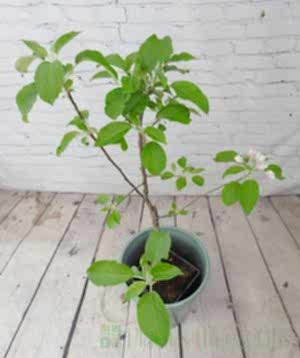 Apple Tree