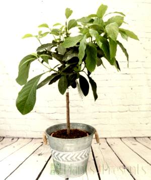 1m+ tall Avocado