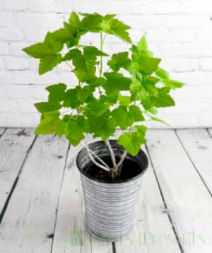 Blackcurrant in spring