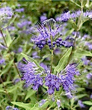 Bluebeard flowers closeup