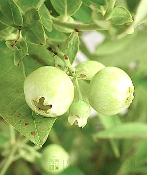 Ripening blueberries
