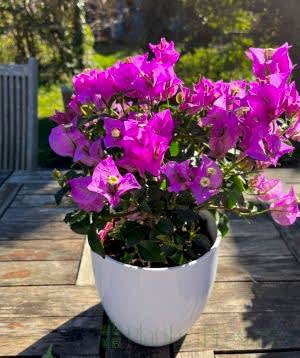 Bougainvillea Bush