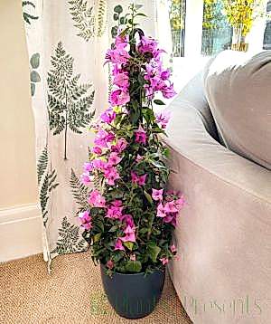 Bougainvillea pyramid