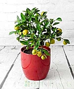 Calamondin with ripening fruits