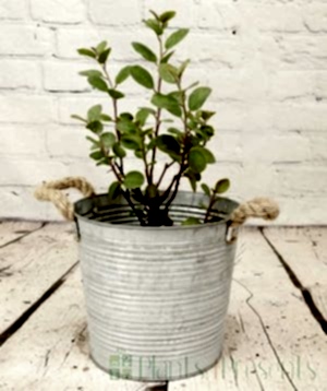 Caper Bush