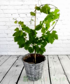 4 year old Chardonnay vine in summer