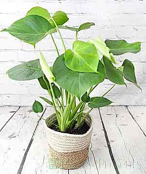 Cheese Plant