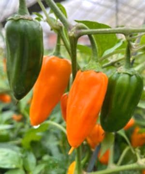 Cheyenne Chilli Fruits
