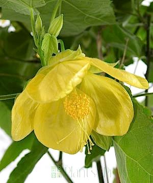 Close up of Chinese bellflower
