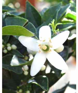 Scented Chinotto flowers in spring