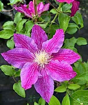 Clematis Red Pearl