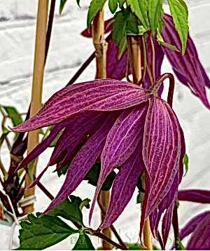 Clematis 'Sir Edward Elgar'
