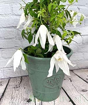 Clematis Broughton Bride