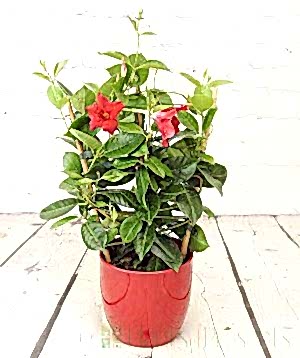 Red Dipladenia Trellis