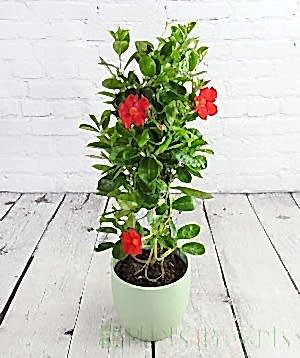 flowering and budding dipladenia