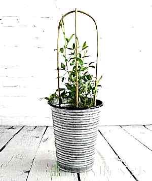 Everlasting sweetpea in vintage longtom