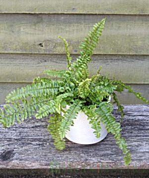 Birds nest ferns