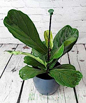 Glossy leaves fiddle leaf fig