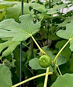 Young fig fruits