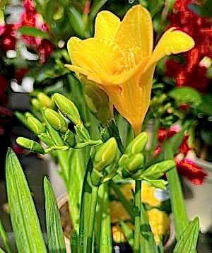 Freesia flowers
