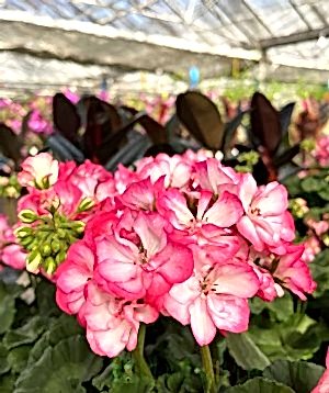Geranium flowers