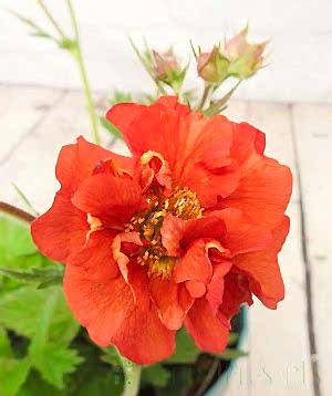 Scarlet Tempest Geum
