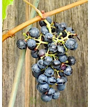 Regent grapes on vine
