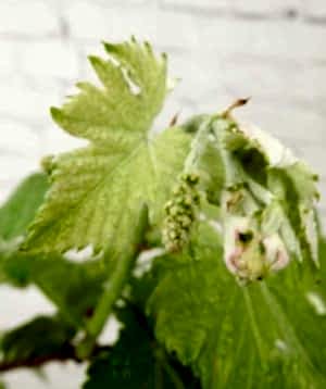 Grape vine buds