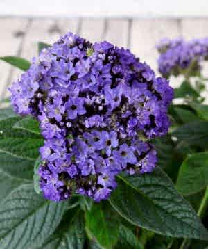 Heliotrope flowers 2025