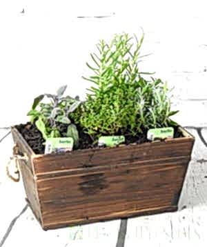 Dark Wood herb planter