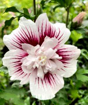 Hardy Hibiscus 'Starburst Chiffon'