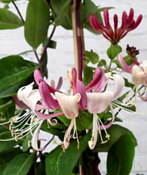 Rhubarb and custard honeysuckle