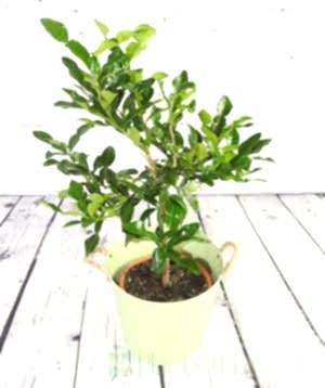 Large mature Kaffir lime