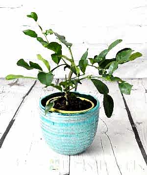 Baby Makrut (Kaffir) Lime