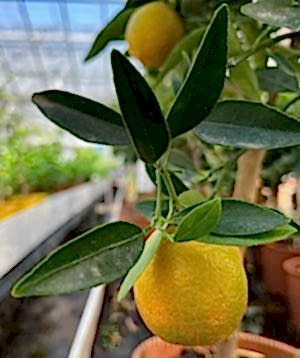 Kucle tree with ripening fruits