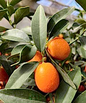 Kumquat ministem in seagrass basket