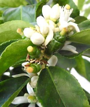 Large Lime buds and flowers