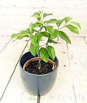 Baby Lemon Volkamer