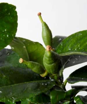 Lemon4seasons fruit buds