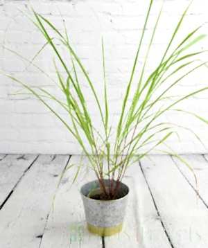Lemongrass