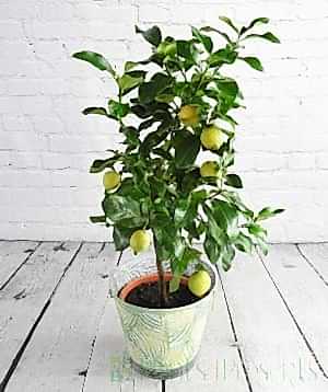Large lemon tree with yellow fruit