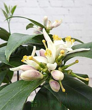 Lemon Meyer blossom