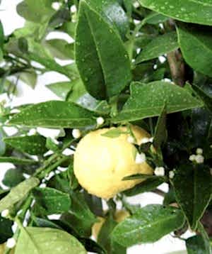 Lemon pursha Fruit when ripe
