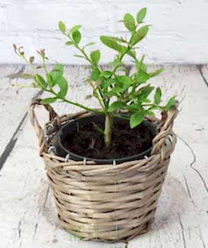 Young finger lime