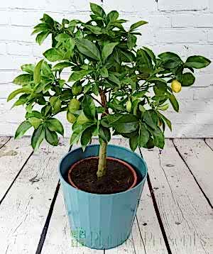 Large Limequat Tree 2025

