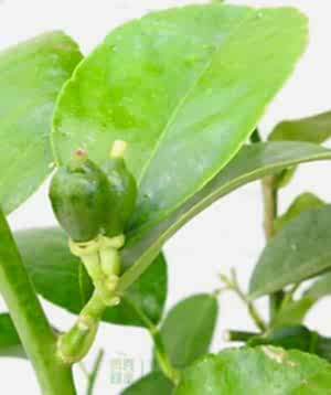 Tahiti lime fruit buds