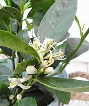 British Grown Lime Bush 2024