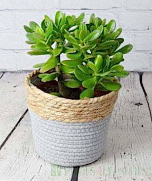 Money Plant